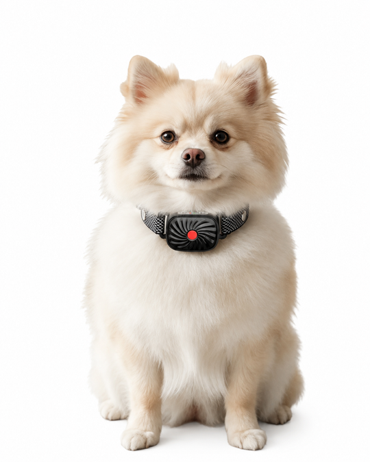 Halsband für kleine Hunde mit Ton und Vibration
