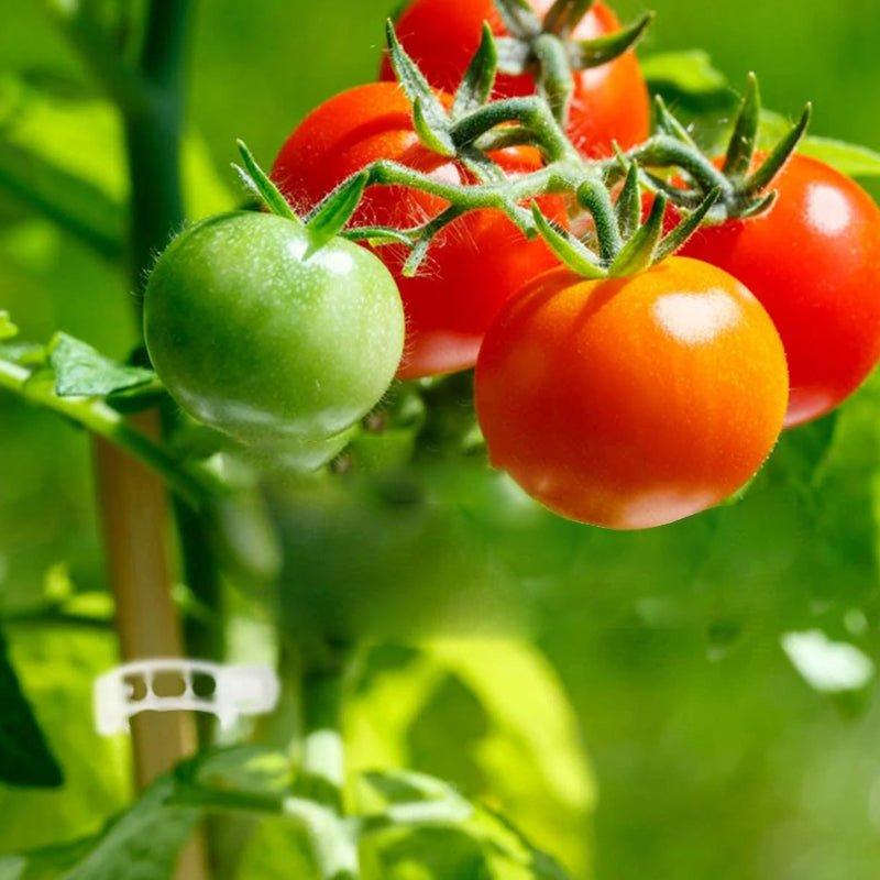 Garten Stabstabilisatoren für Kletterpflanzen 5