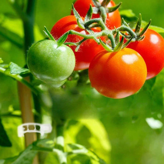 Garten Stabstabilisatoren für Kletterpflanzen 5