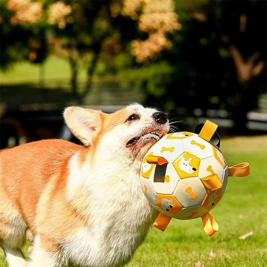 Hunde Fußballspielzeug Interaktiv für Training 1