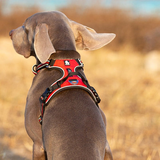 Hunde Geschirr Verstellbar mit Reflektierenden Details 2