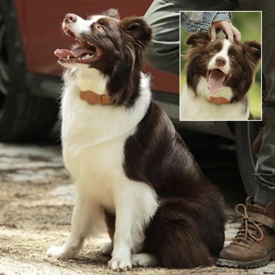 Hunde Halsband Mit AirTag-Halterung Praktisch Und Stilvoll 1