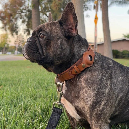 Hunde Halsband mit AirTag-Halterung, Wasserabweisend und Komfortablem Innenfutter 2