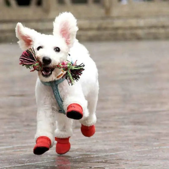 Hunde Stiefel Wasserdicht und Rutschfest 3