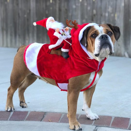 Hunde Weihnachtsoutfit Festlich 0