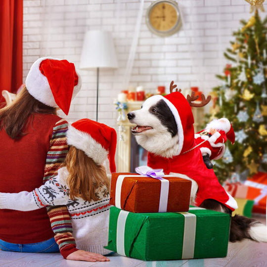 Hunde Weihnachtsoutfit Festlich 3