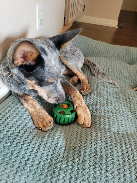Hundeball für Snacks und Spielspaß 4