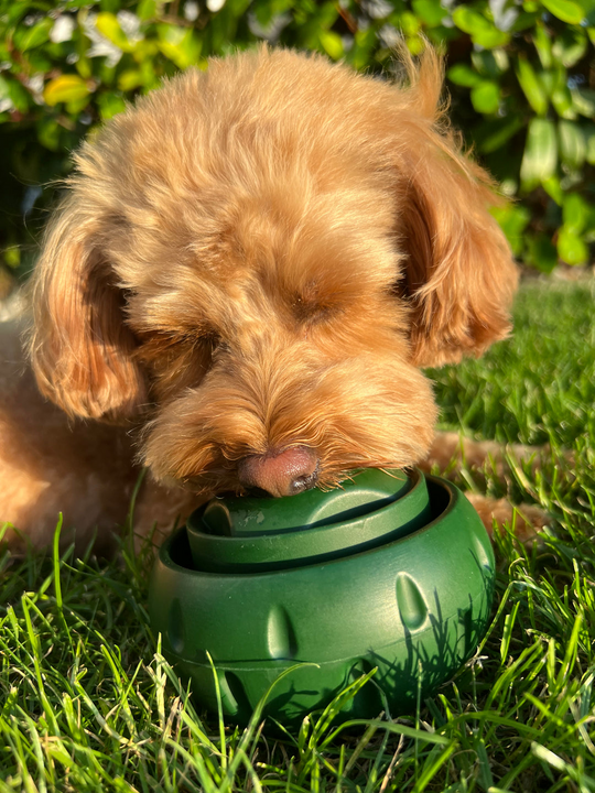 Hundeball für Snacks und Spielspaß 5