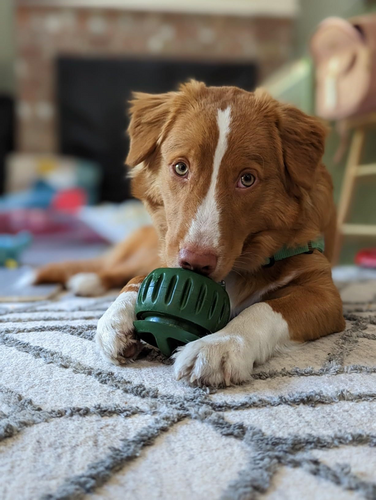 Hundeball für Snacks und Spielspaß 6