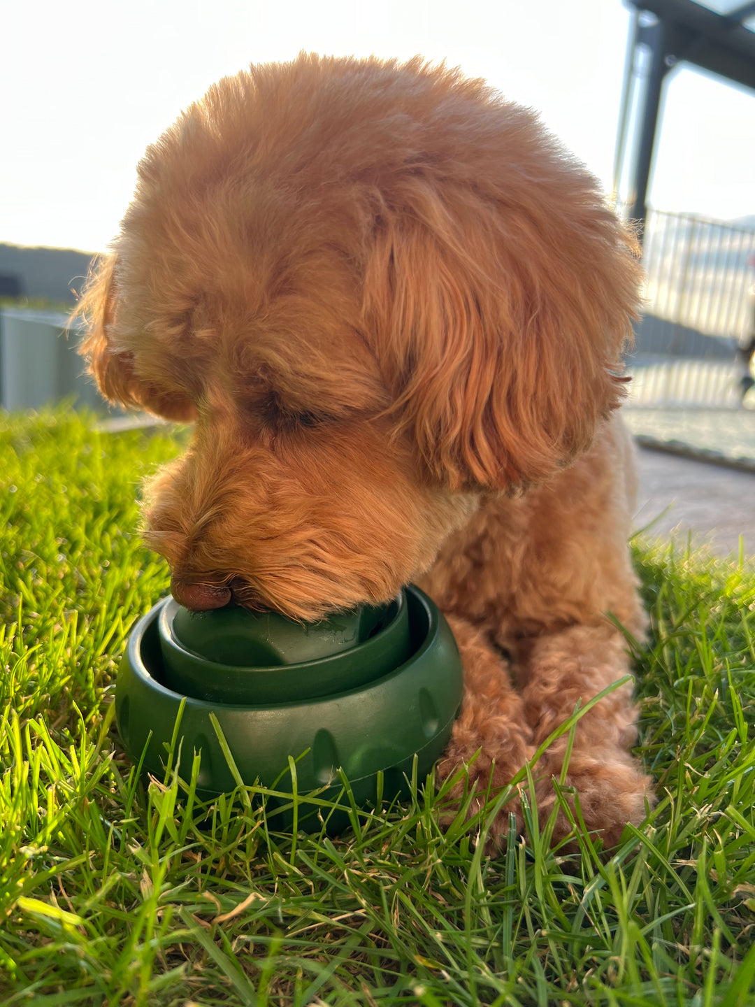 Hundeball für Snacks und Spielspaß 7