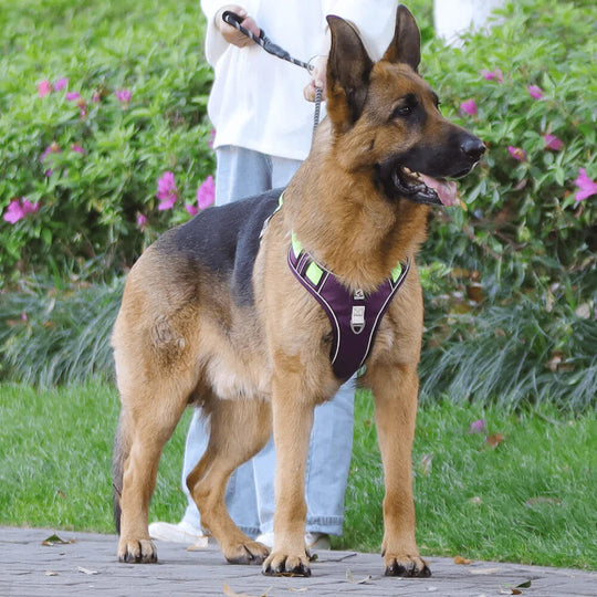 Hundegeschirr Gepolstert Mit Verstellbaren Trägern Und Reflektierenden Streifen 2