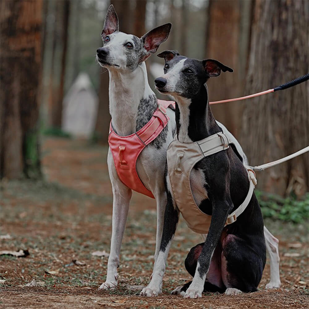 Hundegeschirr mit Multifunktionaler Leine 1