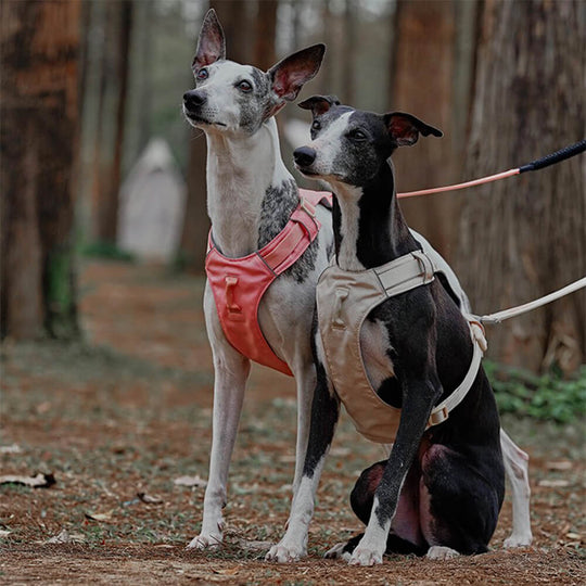 Hundegeschirr mit Multifunktionaler Leine 1