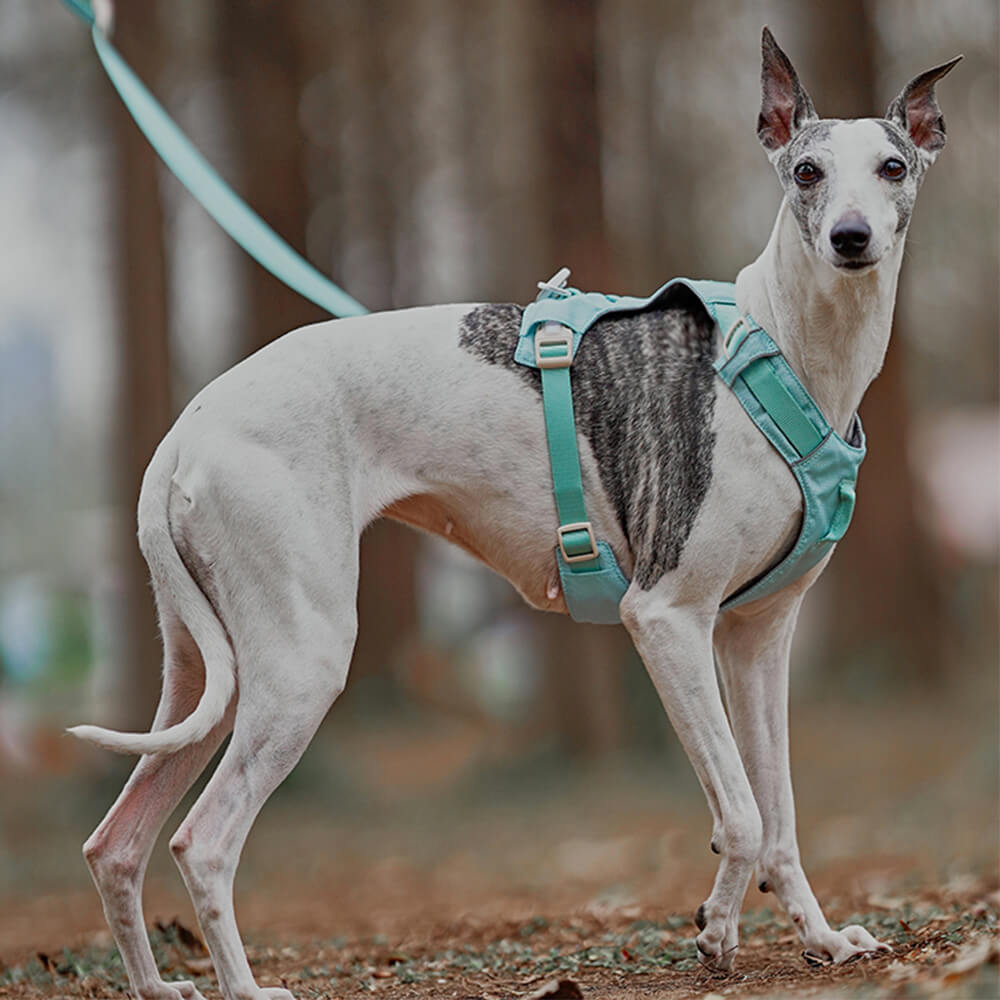 Hundegeschirr mit Multifunktionaler Leine 4