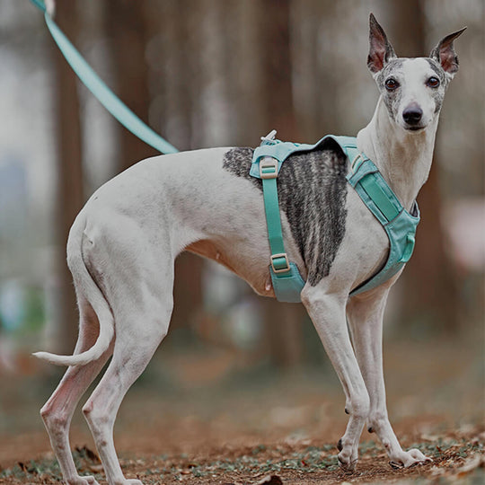 Hundegeschirr mit Multifunktionaler Leine 4
