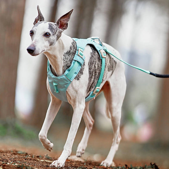Hundegeschirr mit Multifunktionaler Leine 5