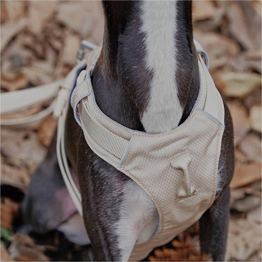 Hundegeschirr mit Multifunktionaler Leine 7