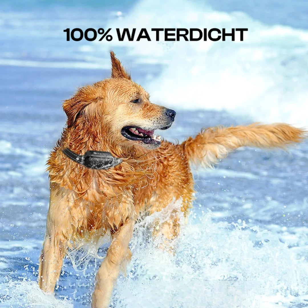 Hundehalsband Trainingsgerät mit Fernbedienung 4