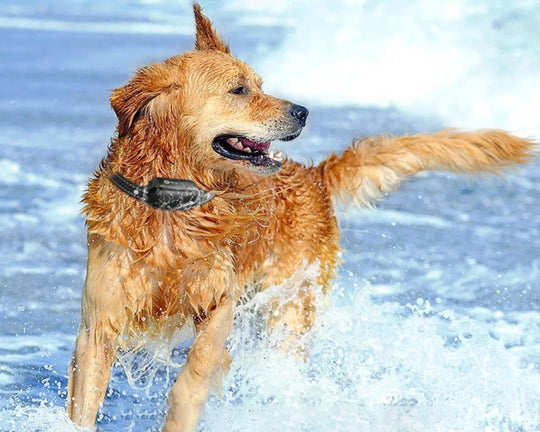 Hundehalsband mit Fernbedienung und 16 Intensitätsstufen für effektives Hundetraining 4