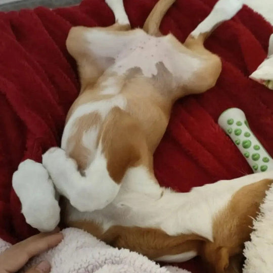 Hundespielzeug Beruhigend für Nervöse Hunde zur Entspannung und Stressbewältigung 4