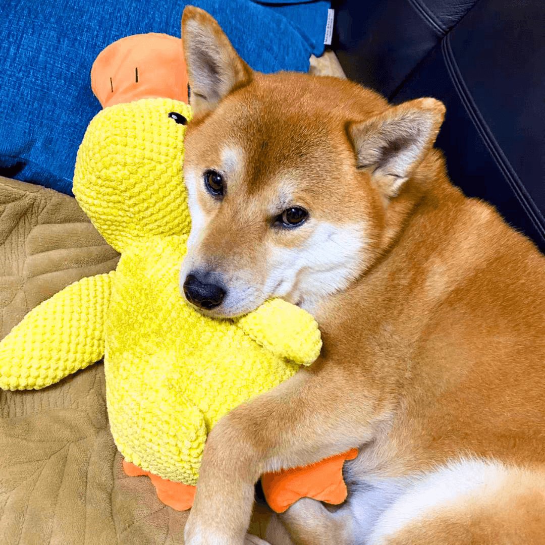 Hundespielzeug Entenform Für Alle Größen Mit Quackgeräusch Und Beschäftigung 4