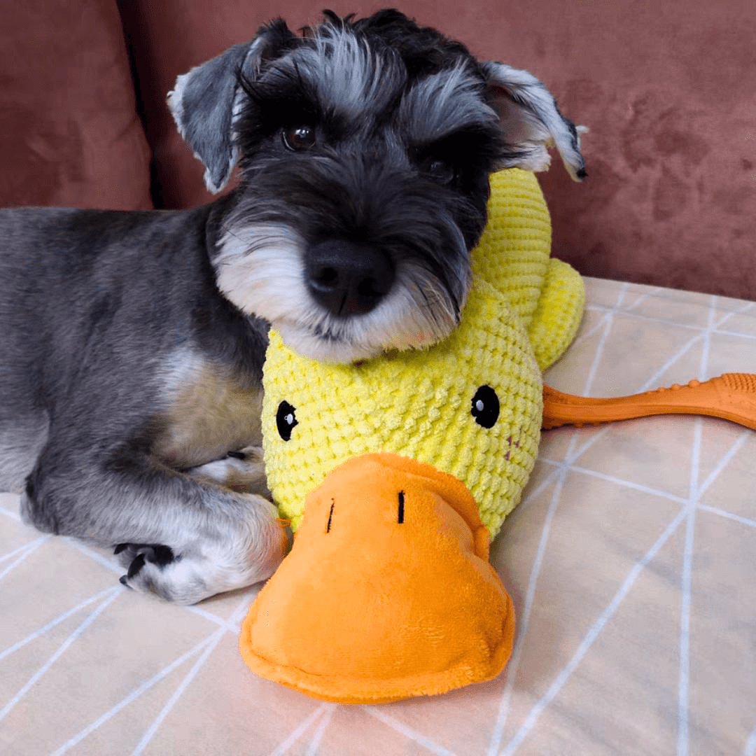 Hundespielzeug Entenform Für Alle Größen Mit Quackgeräusch Und Beschäftigung 5