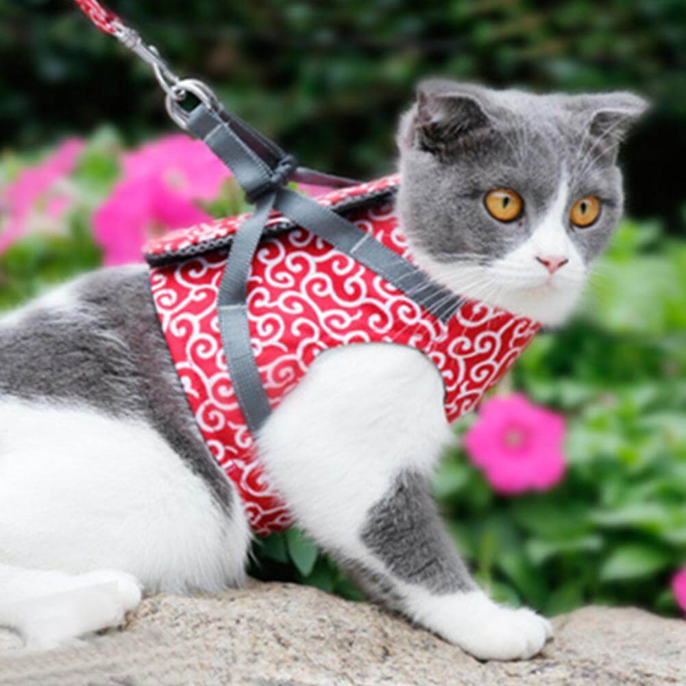 Katzen Geschirr Set für Outdoor Abenteuer 1