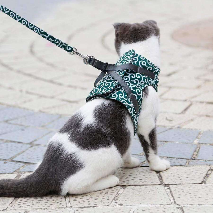 Katzen Geschirr Set für Outdoor Abenteuer 3