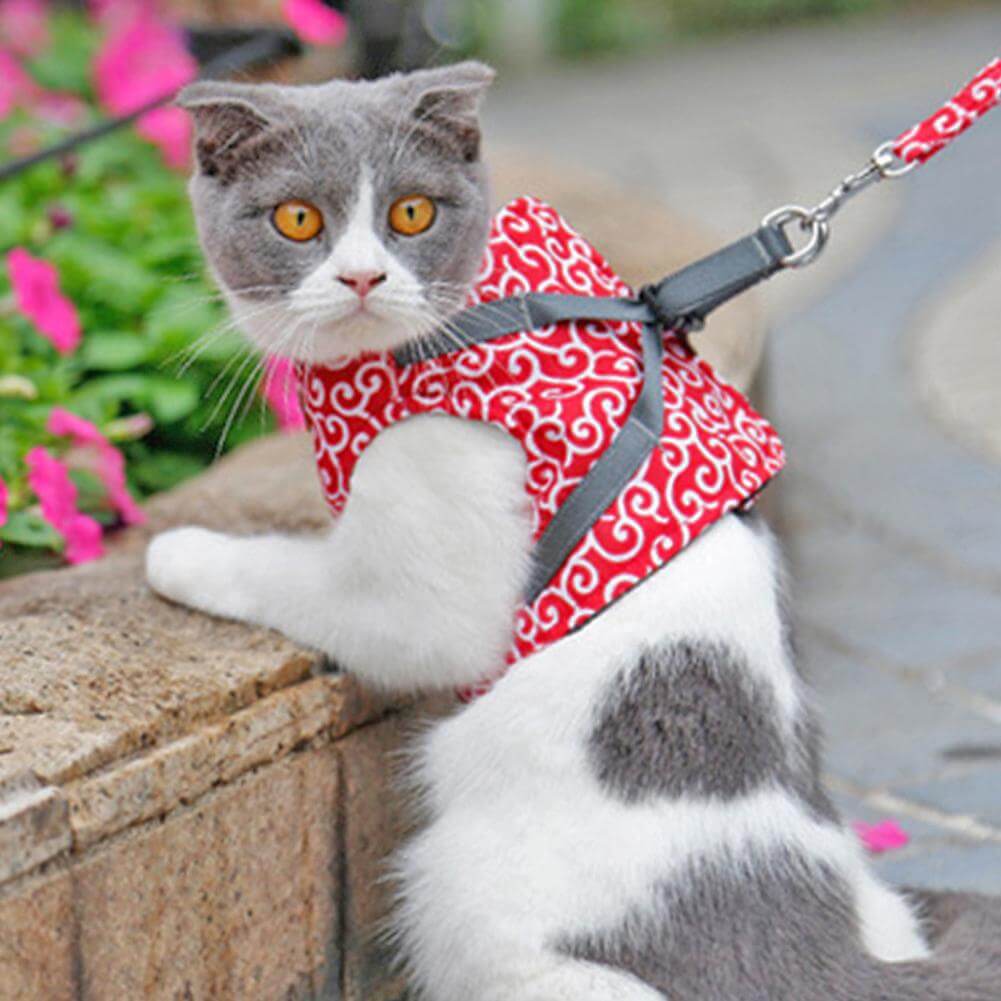 Katzen Geschirr Set für Outdoor Abenteuer 5