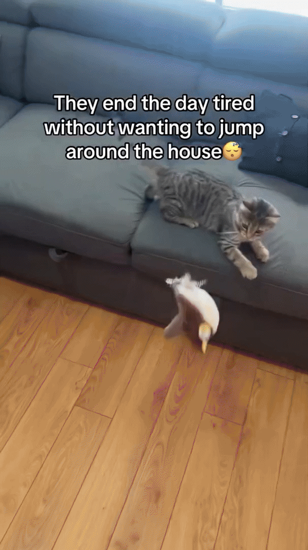 Katzen Plüschtier Interaktiv 1