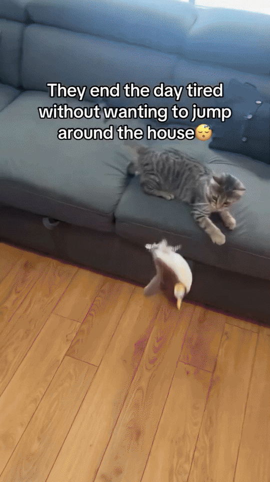 Katzen Plüschtier Interaktiv 1