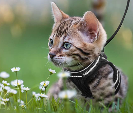 Katzengeschirr mit Leine für Abenteuerlustige 1
