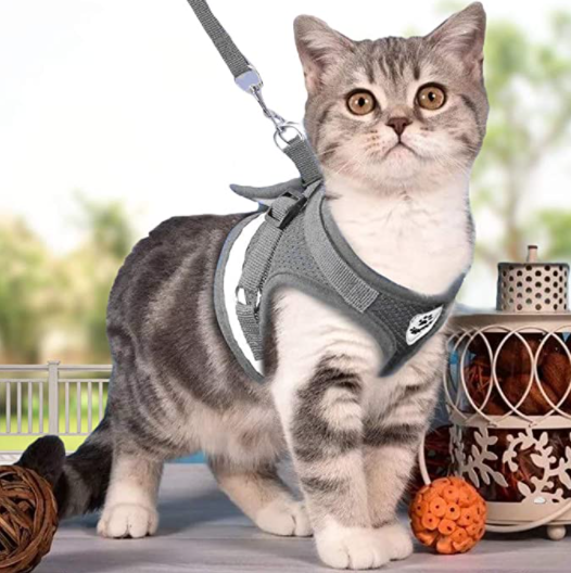 Katzengeschirr mit Leine für Abenteuerlustige 6