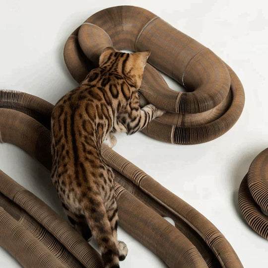 Katzenspielzeug Für Aktive Katzen – Robustes Spielzeug Für Katzen Jeden Alters 3